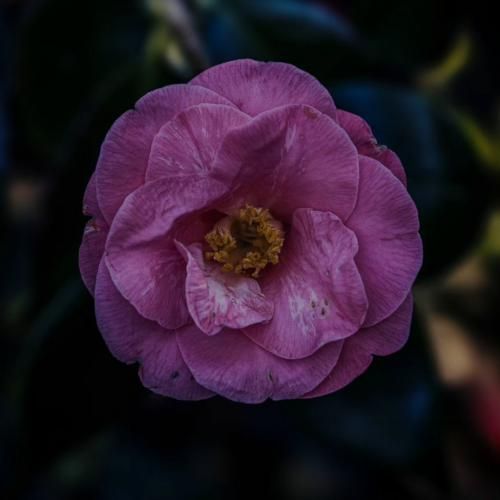 این دنیا با تو پر معجزس این رویاها با تو میشه