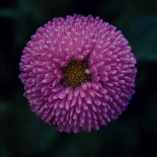 فاطیما بابلی رقص و سما