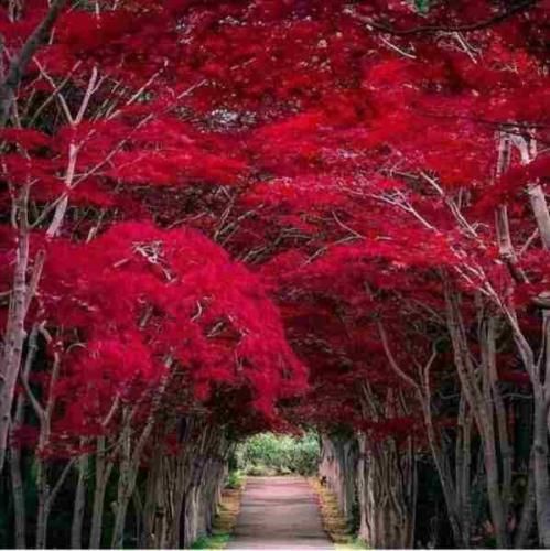 سیل اومد هرچی رویا جمع کردم با خودش برد هوش مصنوعی