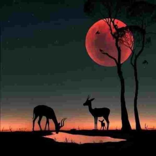 اگه داد میزدم سر تو هیچوقت نمیخواستم بدتو