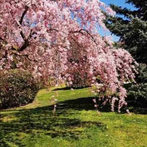 بگو با کی لج کردی انقد تند رفتی تقاطع نی