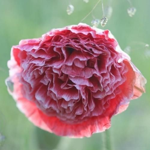  هنوزم نمیشه ازت بکنم هنوزم اسمت میاد میپرم