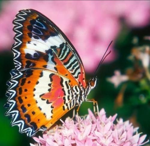 روزگار بدیه گنجشک قناری شده با صدای بچه