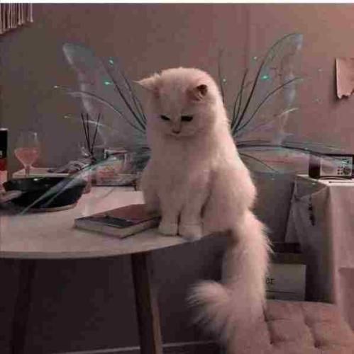  حرام محد علا فوکانا