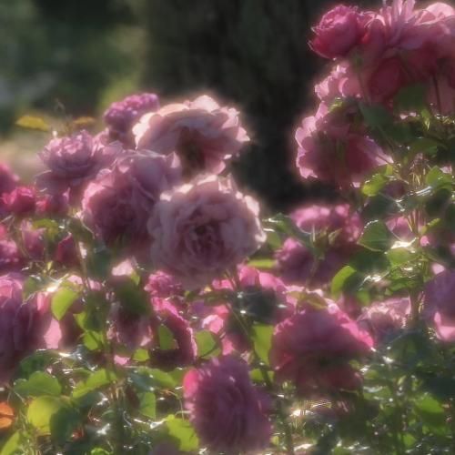 خارجی بوم بوم چیک چیک بوم