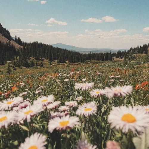 قد من نیستی با قد بلند