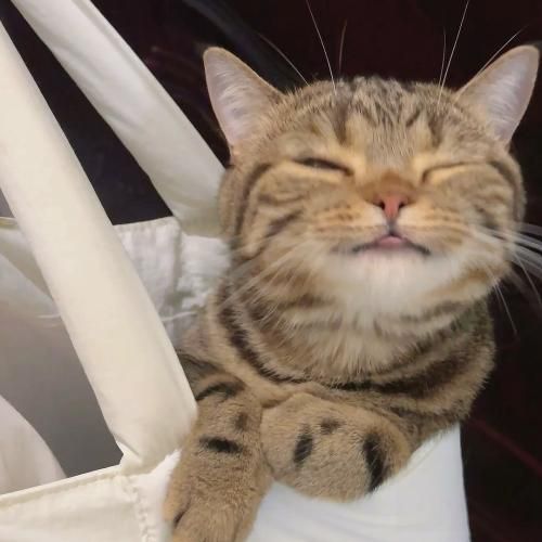 بچه محلا روم بستن بت صدام بالا شهره