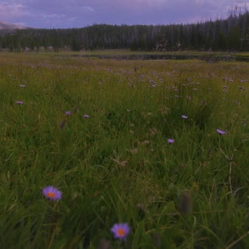 من با تو پیر نمیشم ازت سیر نمیشم هوش مصنوعی