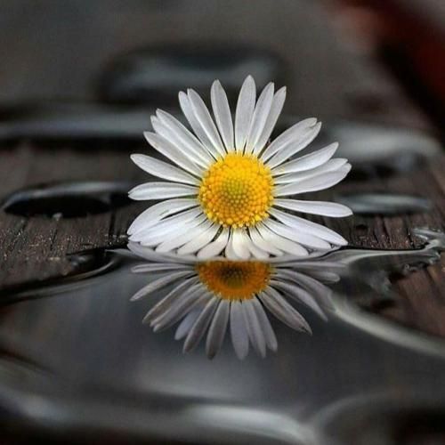 تا چشام اونو دید فهمیدم این دل دیوونه گیر افتاده