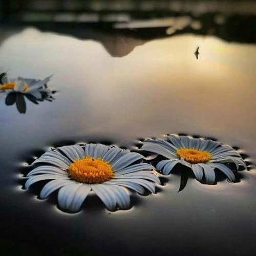 شیراز با کی سلام سلام نیشان تاشی سلام سلام – ترند اینستا