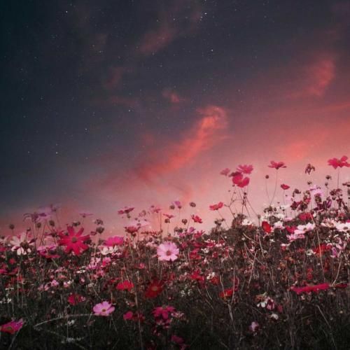 گنم باژن د جوی رین بارن د پاوی