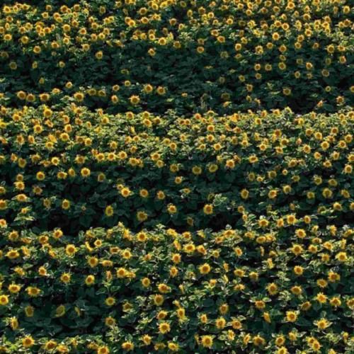 خونه پر از رنج سکوته وای دلم تنگه گل های باغچه