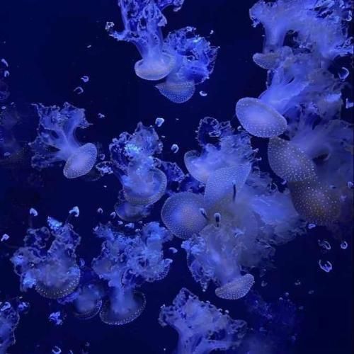  چشات میزنه برق مثل چینی که رو گردنم هست