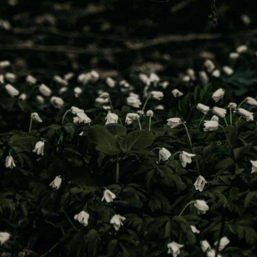 الگانس دم دره الگانس یه بلاند دم لبه