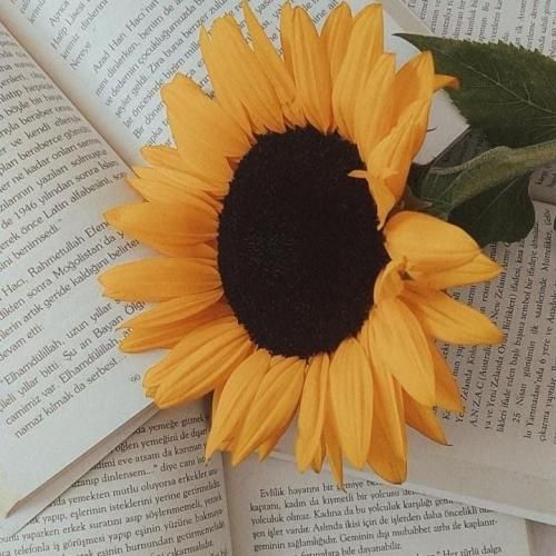 جمع کن بزار برو هر دومون نفس بکشیم