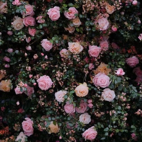 فاطمه مهلبان پشیمون