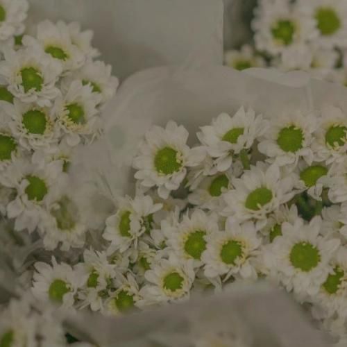 زندگیم بی تو یخورده بی معنیه مثل شاخه ی بدون برگ