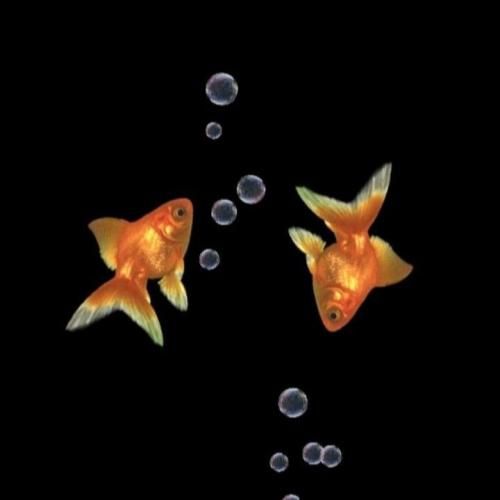 یاور همیشه مومن تو برو سفر سلامت