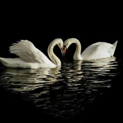 دانلود آهنگ جدید داغ دلم هی میشه تازه وقتی جنازه میره رو جنازه